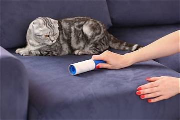 Remove Pet Hair Like a Pro: the Ultimate Pet Removal Brush