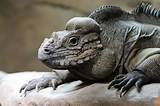The Incredible Pet Rhino Iguana: Exploring the Unique Charisma of Rhino Iguanas